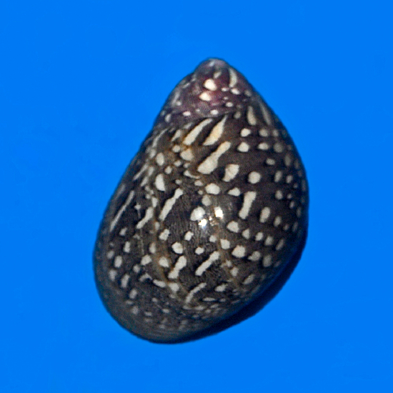  Neritina virginea (Virgin Nerite)